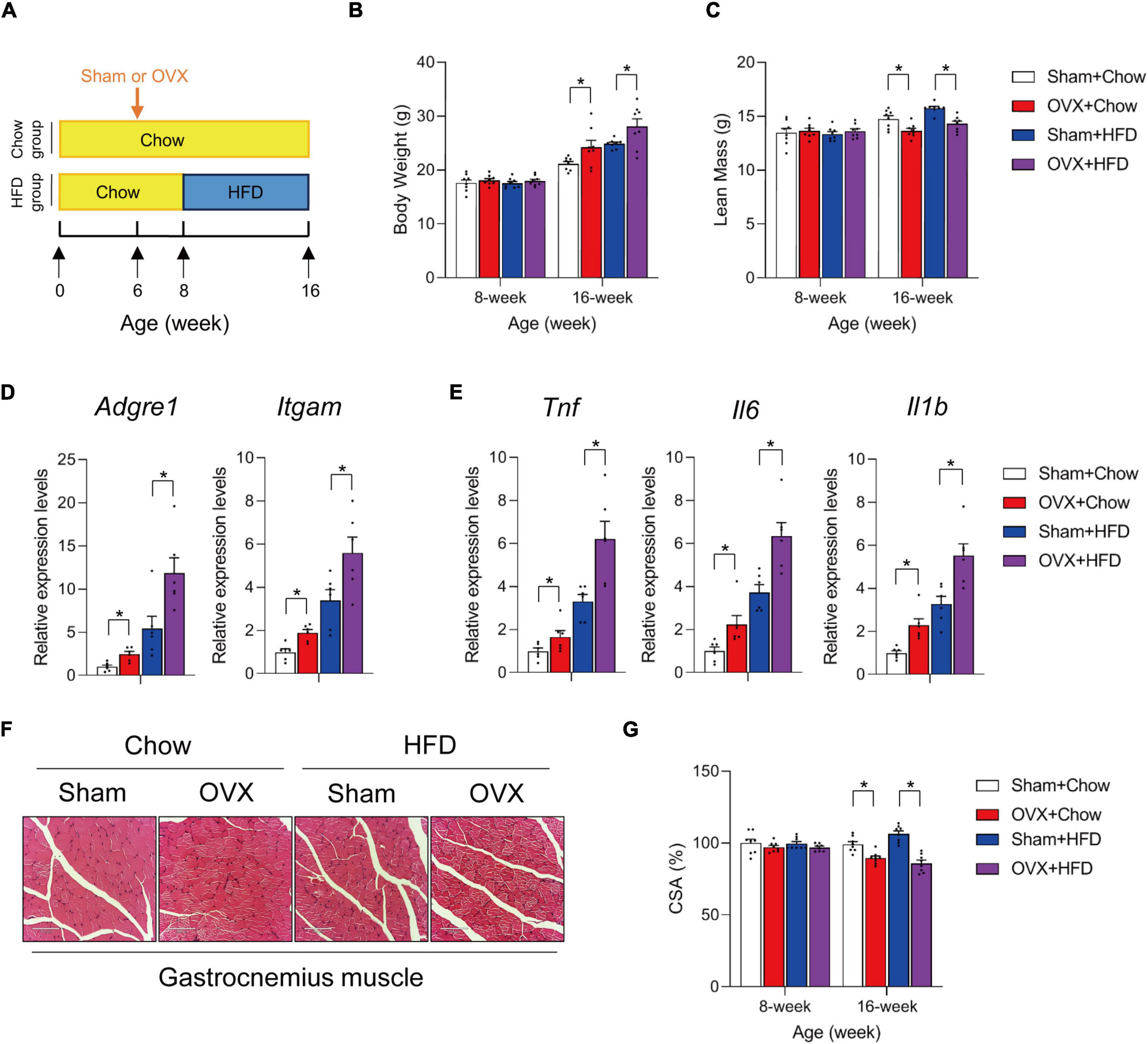 Promotion of healthy adipose tissue remodeling ameliorates muscle inflammation in a mouse model of sarcopenic obesity